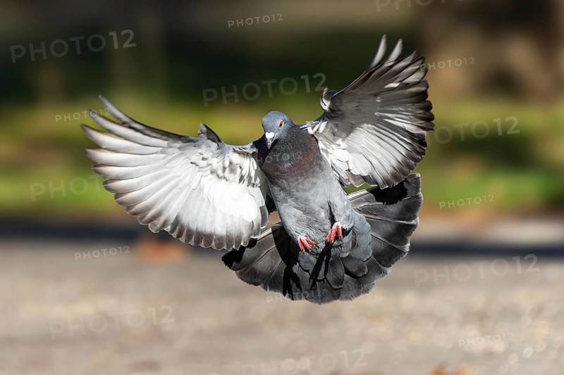 City dove (Columba livia forma domestica) in flight, wildlife, Germany, Europe