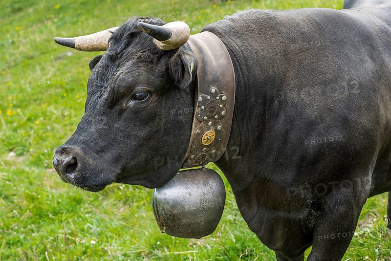 Herens cow (Herens vacca), cowbell, tradition, cattle breeding, domestic cattle, competition, cow fight, Alps, animal, hoofed animal, Valais, Switzerland, Europe