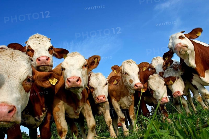 Cow herd near Dietramszell, Upper Bavaria, Germany, Europe