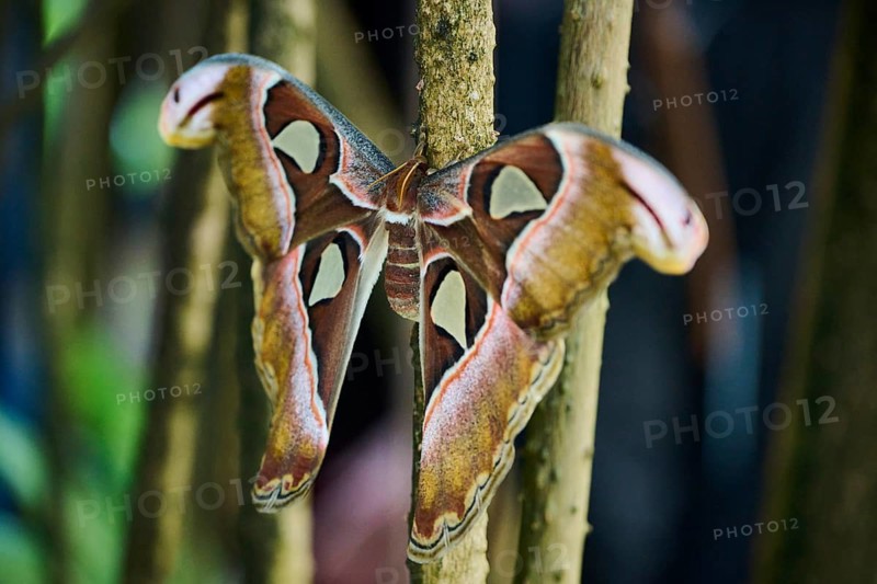 Atlas moth (Attacus atlas) butterfly sitting on a aerial root, Germany, Europe