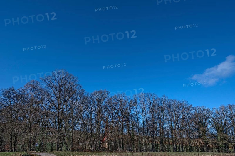 Bare oak trees (Quercus) behind St Egidien Church Eckental, Middle Franconia, Bavaria, Germany, Europe