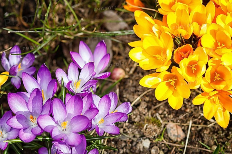 Purple and yellow crocuses germinate in the spring in the garden. Symbol of spring