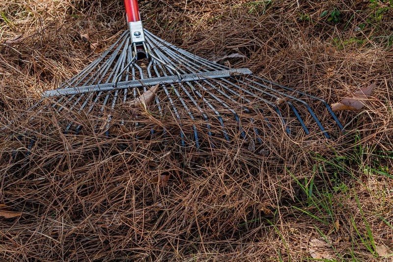 Metal garden rake laying on dry brown pine needles in South Korea