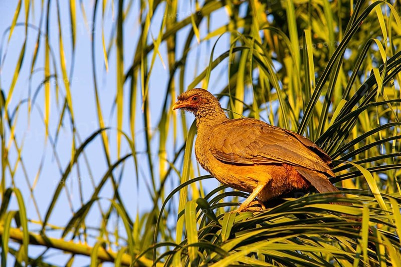Chaco chachalaca (Ortalis canicollis) Pantanal Brazil