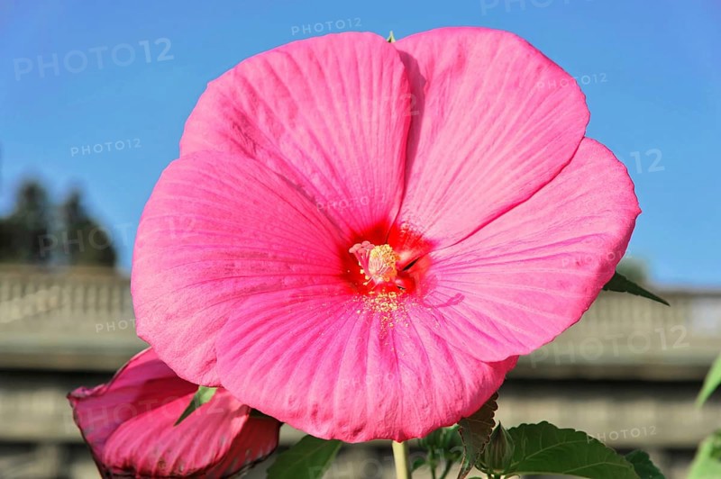 Flowering Hibiscus cultivar Red Heart (Hibiscus syriacus cultivar Red Heart) Florence, Tuscany, Italy, Europe