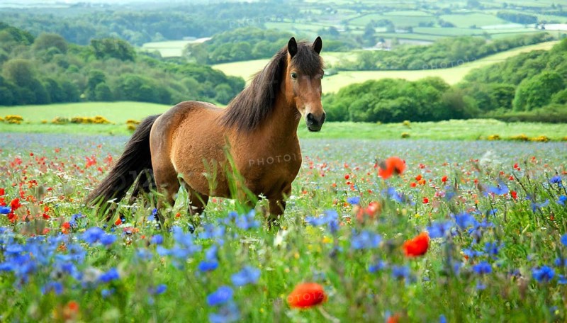 KI generated, animal, animals, mammal, mammals, biotope, habitat, one, individual animal, foraging, wildlife, meadow, pasture, Exmoor pony, horse, horses, ungulates, English pony breed, South West England, Exmoor, (Equus ferus caballus), foal, flower meadow