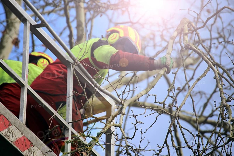 Workers on the work platform pruning or maintaining trees