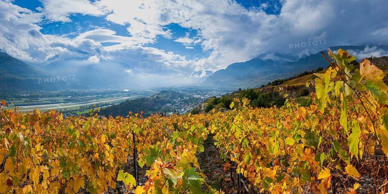 Vines in the Swiss Rhone Valley, wine, grapevine, agriculture, agribusiness, farming, wine-growing region, wine-growing, panorama, landscape, alcohol, tourism, travel, hiking, cloudy, autumn, autumnal, Alps, clouds, Valais, Switzerland, Europe