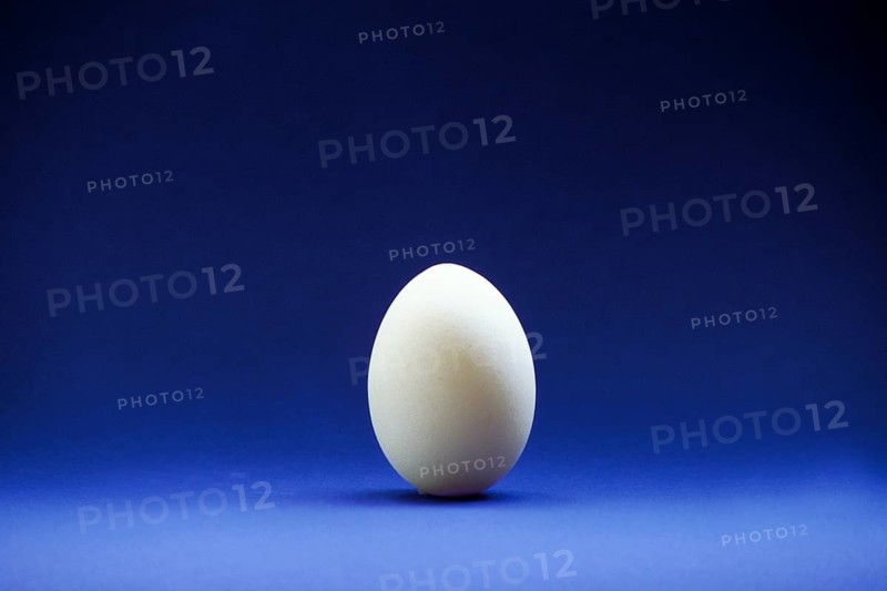 Closeup of one single henÂ´s egg, chicken egg
