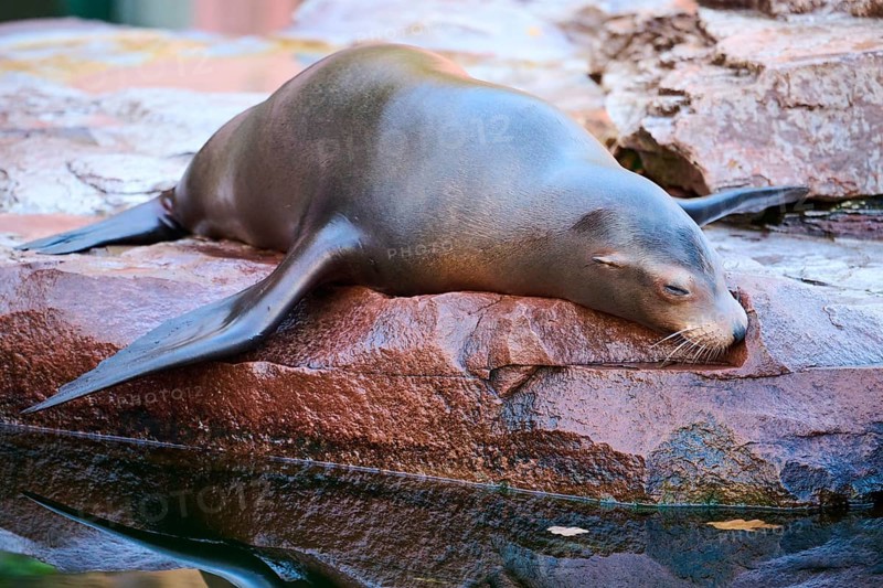 California sea lion (Zalophus californianus) lying on a rock, captive, Germany, Europe