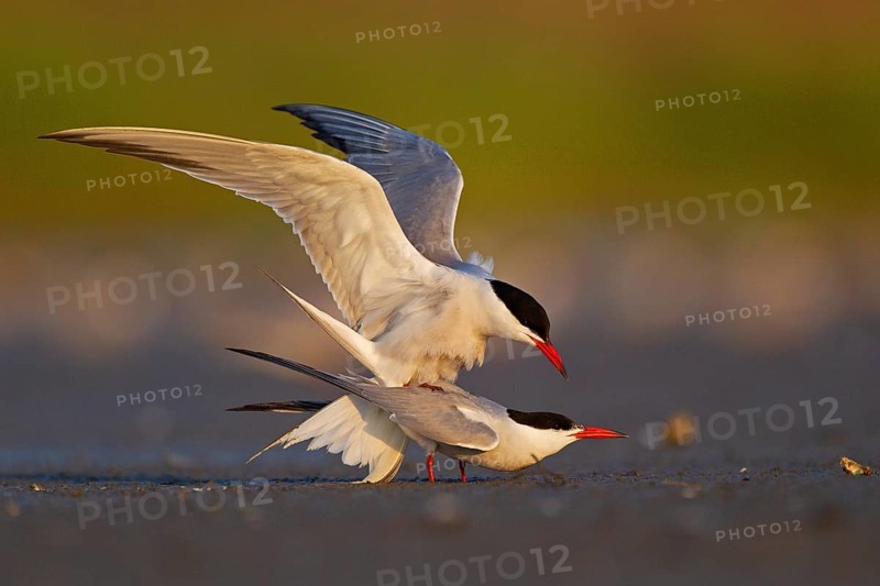 Common Tern (Sterna hirundo), copulation, mating, Danube Delta Biosphere Reserve, Romania, Europe