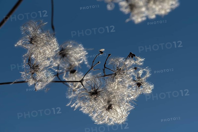 Seed head of a clematis (Clematis montana) against the light, blue sky, Bavaria, Germany, Europe
