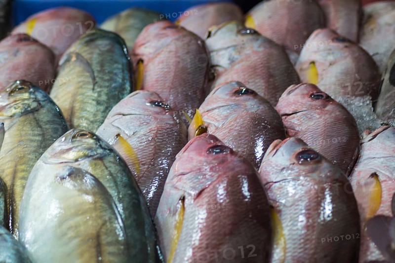 Fresh red snappers and mackerel on ice
