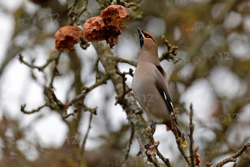 Bohemian waxwing (Bombycilla garrulus), winter visitor, invasion bird, Thuringia, Germany, Europe