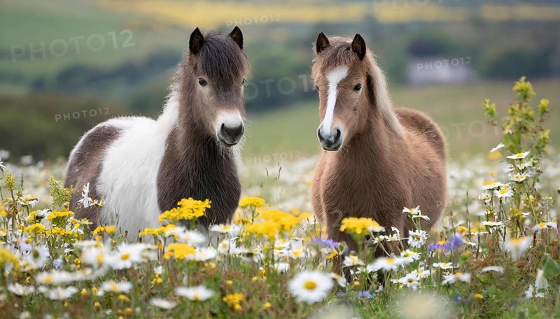 KI generated, animal, animals, mammal, mammals, biotope, habitat, two, flower meadow, foraging, wildlife, meadow, pasture, Exmoor pony, horse, horses, ungulates, English pony breed, South West England, Exmoor, (Equus ferus caballus), foal