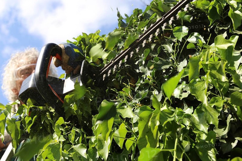 Man cutting hedges and greenery