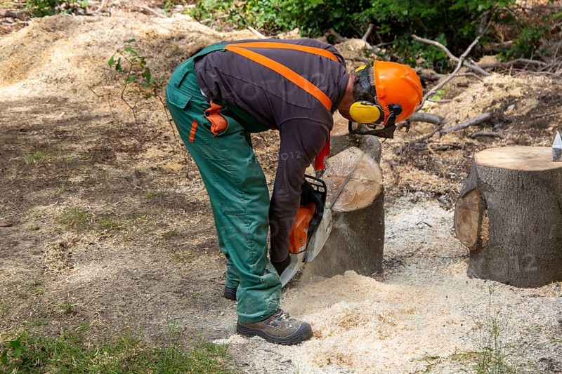 Logging work in the Palatinate Forest