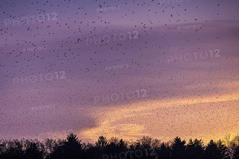 Natural spectacle in the Swabian Alb. Flocks of bramblings (Fringilla montifringilla) spend the winter near Schelklingen. They find plenty of food in the beech forests of the low mountain range. Experts estimate the number of birds at up to three million, Schelklingen, Baden-Wuerttemberg, Germany, Europe