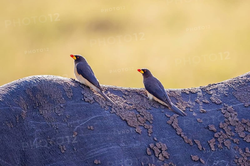 Yellow-billed oxpecker (Buphagus africanus) birds sitting on the back at a Black rhinoceros (Diceros bicornis) in Africa, Maasai Mara, Kenya, Africa