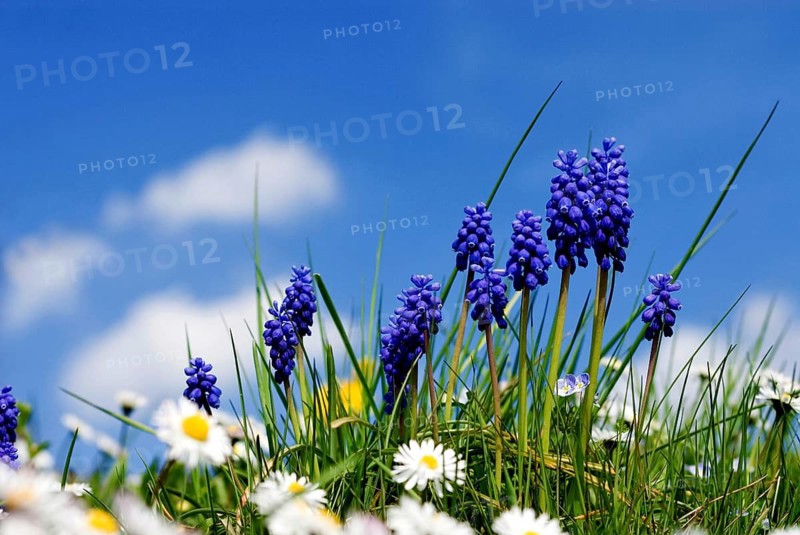 Grape Hyazinth (Muscari botryoides) Bavaria, Germany, Europe