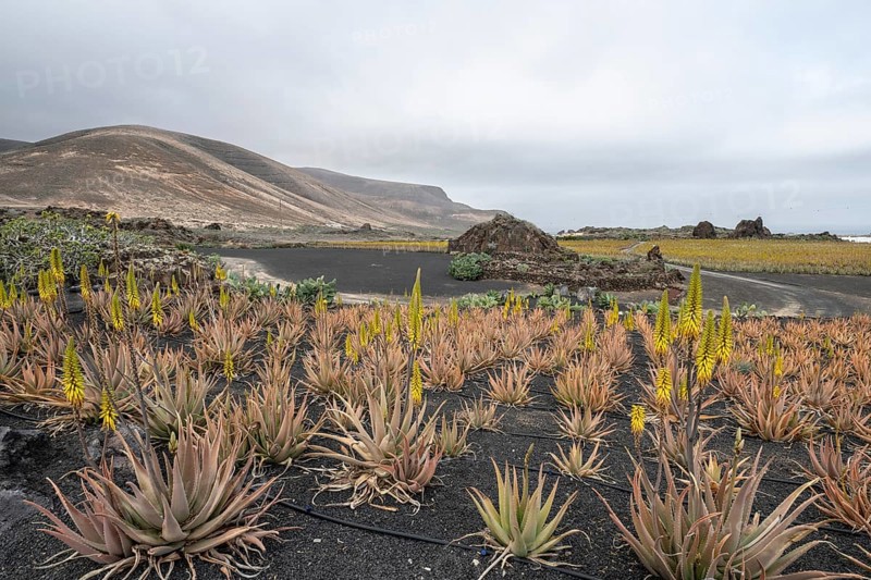 Aloe veras (Aloe vera), plantation, Haria, Lanzarote, Canary Islands, Spain, Europe