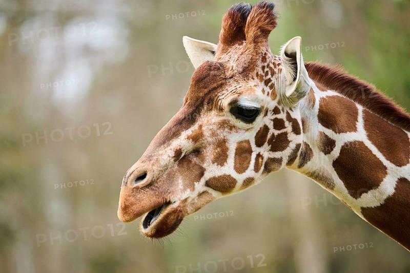 Reticulated giraffe (Giraffa camelopardalis reticulata), portrait, captive, Germany, Europe