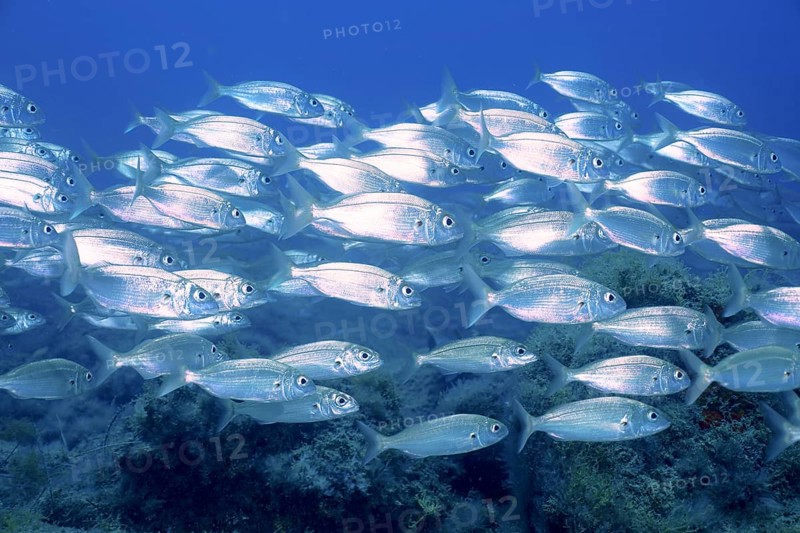 Shoal of fish, shoal, group of arctic seabream (Pagellus acarne), dive site El Cabron Marine Reserve, Arinaga, Gran Canaria, Spain, Atlantic Ocean, Europe
