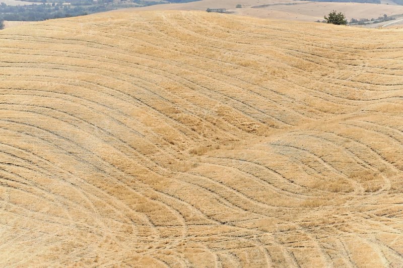 Harvested wheat field, landscape north of Sorano, Tuscany, Italy, Europe