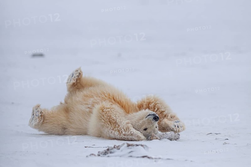 Polar bear (Ursus maritimus), young, playing in the snow, Kaktovik, Arctic National Wildlife Refuge, Alaska, USA, North America