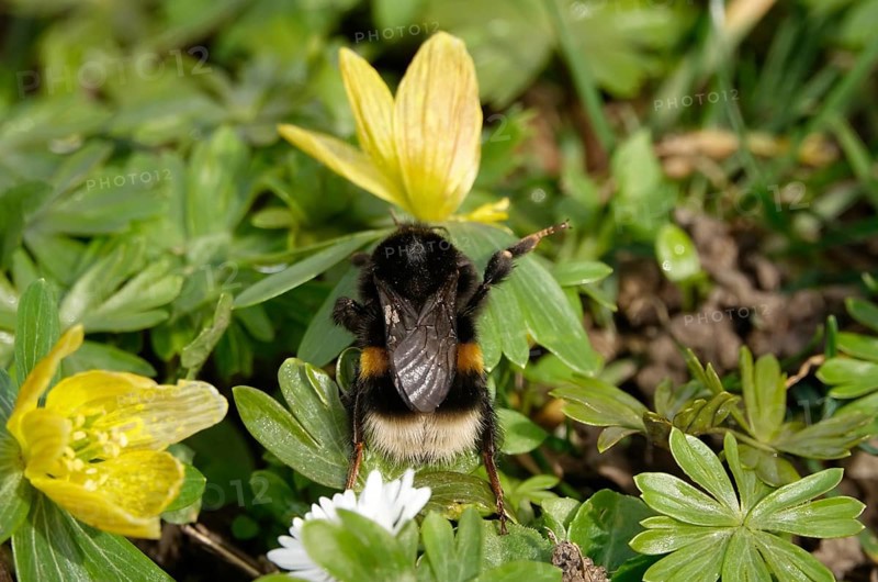 Winter aconite with bumblebee, February, Germany, Europe