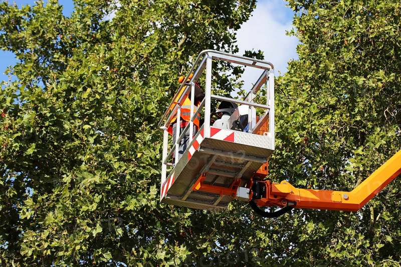 Workers on the work platform pruning or maintaining trees
