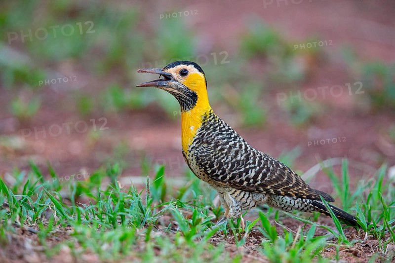 Pileated campo flicker (Colaptes campestris) Pantanal Brazil