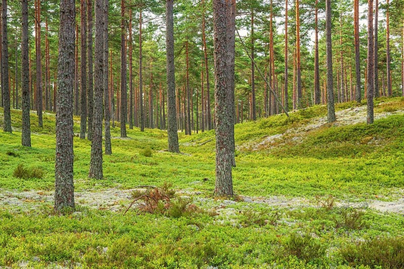 Pine woodland with Cladonia lichens and green blueberry bushes on the forest floor