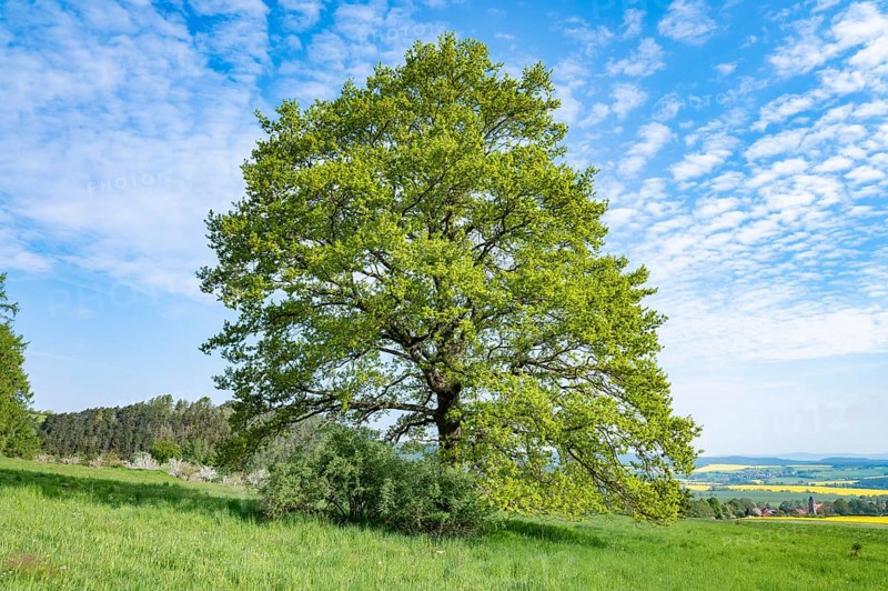 English oak (Quercus robur), solitary tree, blue sky, white clouds, Thuringia, Germany, Europe