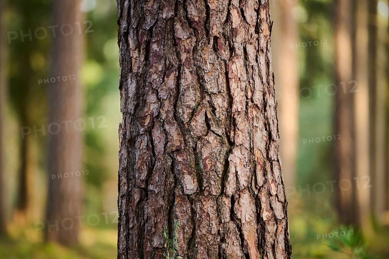 Scots pine (Pinus sylvestris), tree trunk, bork, forest, Bavaria, Germany, Europe