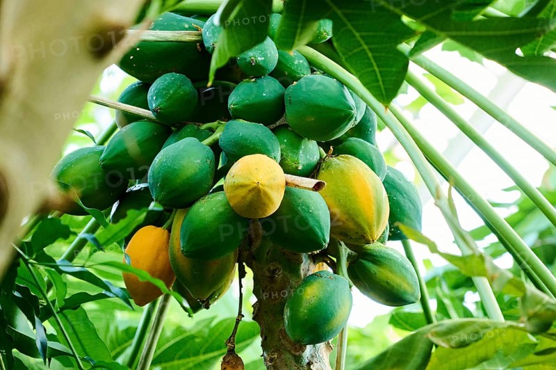 Papaya (Carica papaya) fruits hanging on a tree in a greenhouse, Germany, Europe