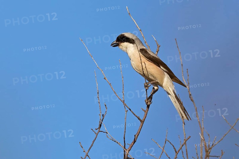 Lesser grey shrike (Lanius minor), Dobruja, Bulgaria, Europe