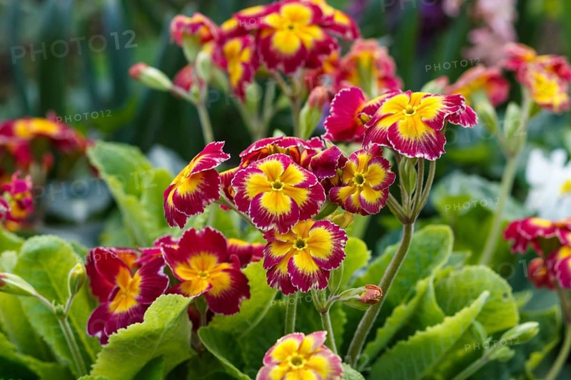 Primrose or primula in the spring garden. Purple, pink, yellow, white primroses in spring garden