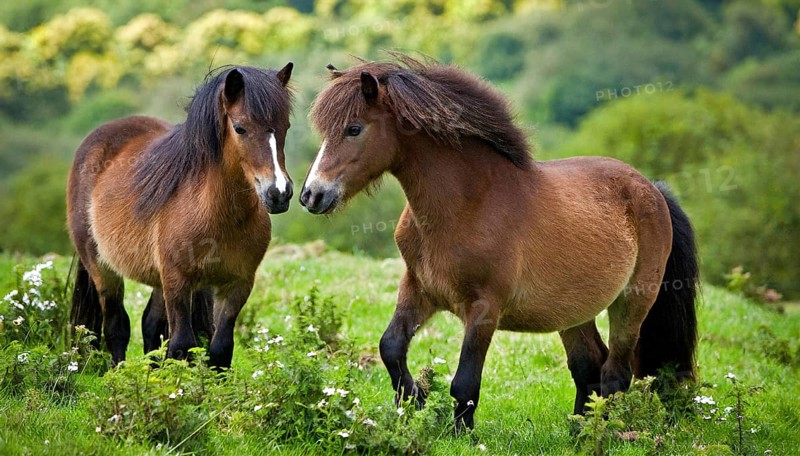 KI generated, animal, animals, mammal, mammals, biotope, habitat, two, mares, foraging, wildlife, meadow, pasture, Exmoor pony, horse, horses, ungulates, English pony breed, South West England, Exmoor, (Equus ferus caballus), foal