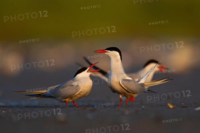 Common Tern (Sterna hirundo), courtship, mating, Danube Delta Biosphere Reserve, Romania, Europe
