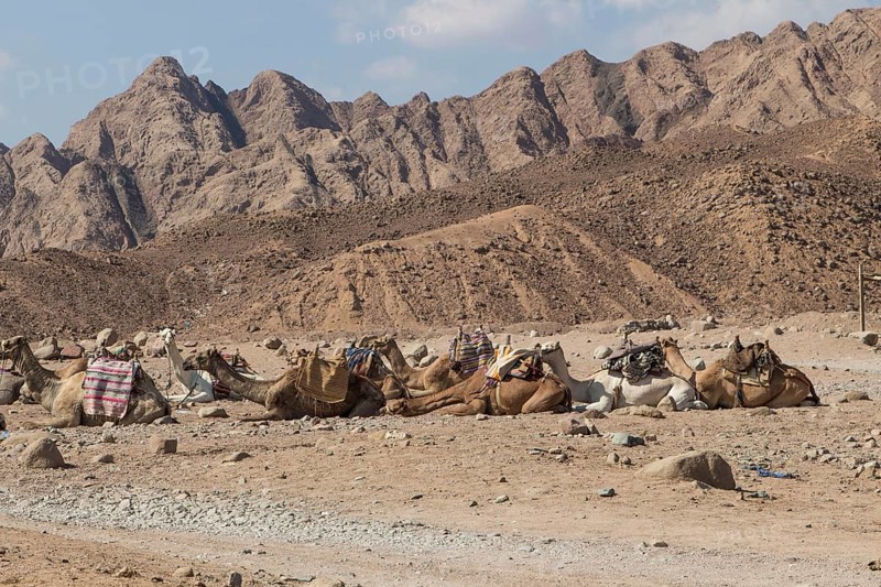 A group of camels resting in a rocky desert with mountains on background. Egypt, the Sinai Peninsula near Dahab
