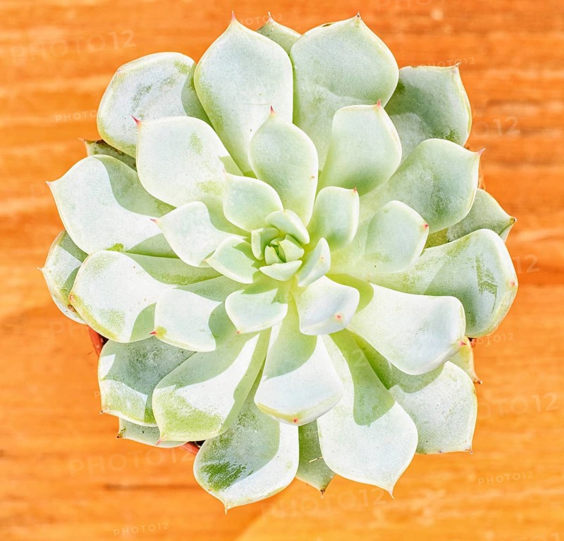 Beautiful little plant, succulent in a small flower pot. on the wooden background