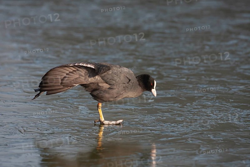 Coot (Fulica atra) adult bird stretching its wing on a frozen lake, England, United Kingdom, Europe