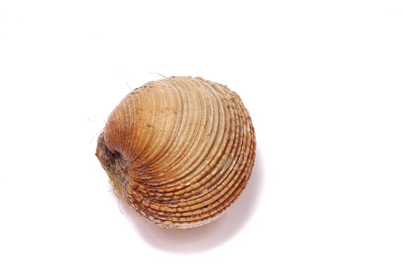 Clams