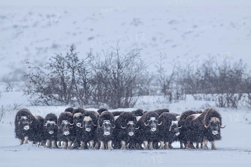 Musk oxen (Ovibos moschatus), herd in a snowstorm, standing, North Slope, Alaska, USA, North America