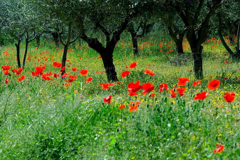 Near Terni meadow with Red Poppies (Papaver Rhoeas) and Olive Trees, Umbria, Italy, Europe