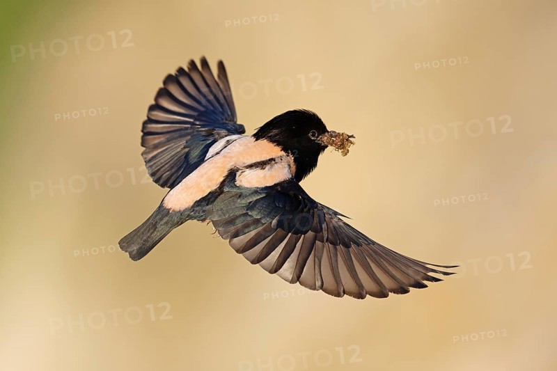 Roseate starling (Pastor roseus), adult bird, flying with food, Dobruja, Romania, Europe