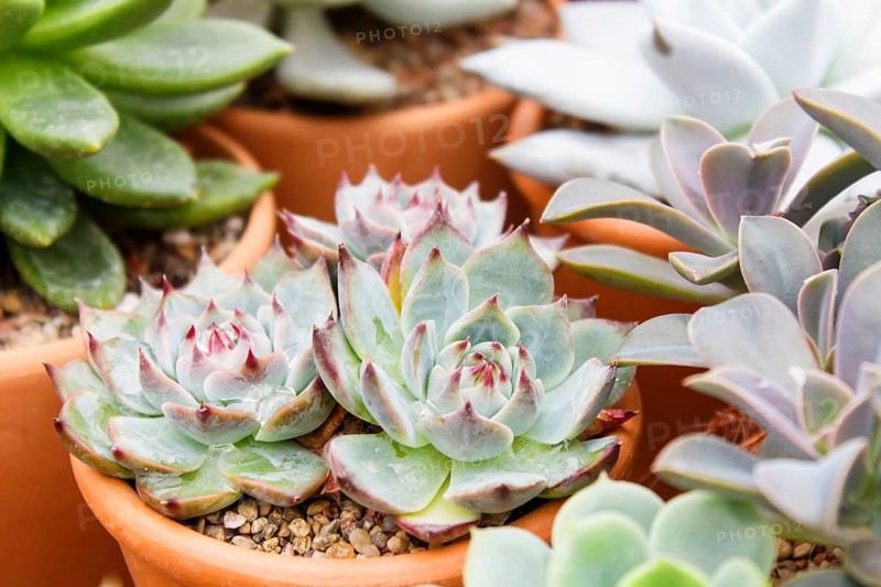 Various types of succulent in flower pots in the greenhouse. Closeup, selective focus