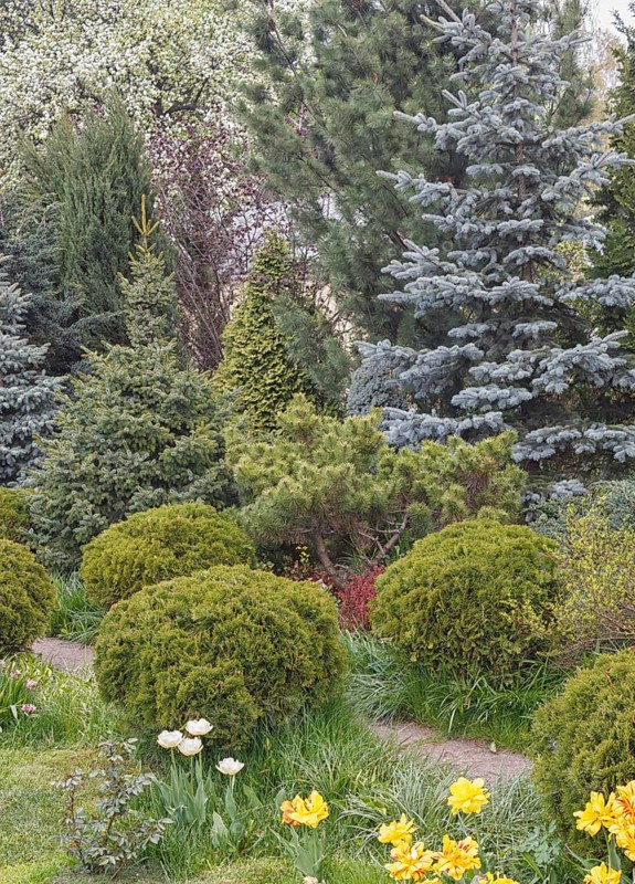 Coniferous trees in the garden: spruce, arborvitae, pine, fir, juniper. Beautiful landscape design