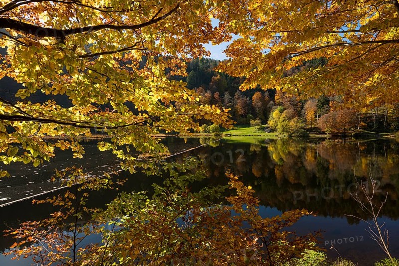 Lake with autumn forest, water reflection, Nonnenmattweiher, Neuenweg, Black Forest, Baden-Wuerttemberg, Germany, Europe